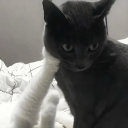 Discord Avatar