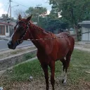 dabelyuboom.