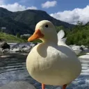 duck_ducke