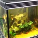 yellowaquarium