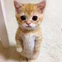 akshayy2883