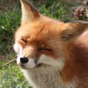 raykkitsune