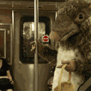 rattus
