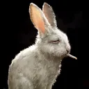 .wetbunny