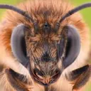 ilovebees001 avatar