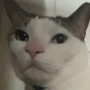 itsdrcat