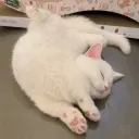 zumran.meow