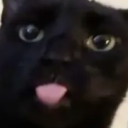 avatar chocobons (.◜ω◝.)