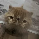 fara_d_32