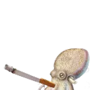 octopusonweed420 avatar