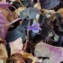 nguyeenphong's Avatar