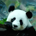 Avatar de Janiito