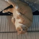 avatar listonosz pat