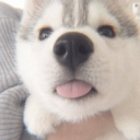 avatar add @yiffable my main acc