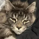 miixu avatar