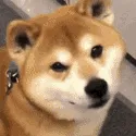 shiftfyl