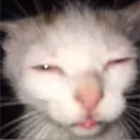 kattoup