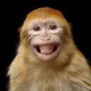 angry_monkey_attacks