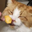 wafflejr