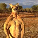 odskangaroo
