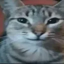 aidengt