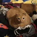 lonedeb