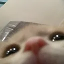 snifferwashere