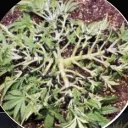 basementganja