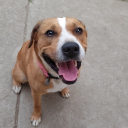 avatar R.P.O. ext 400