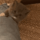 avatar ෆ♱𝙱𝚛𝚘𝚘𝚔ෆ♱