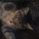 avatar ෆ♱𝙱𝚛𝚘𝚘𝚔ෆ♱