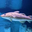 codfish1234567