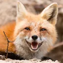 [RS] OMGWhatTheFox