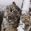 avatar 𐔌 𑣲 ѕєηηα ೀ ⁺˖ ꒱🍮