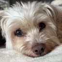 simba_ig
