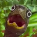 feldoth
