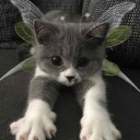 avatar 𝓩𝓲𝓸𝓵𝓴𝓸𝔀𝓼𝓴𝓪