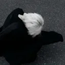 regavkl