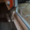 luckyjaguar