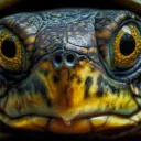 angry_turtle46