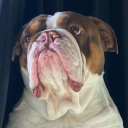 avatar ✠ Herrmann ✠