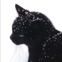 avatar !                          Scott