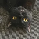 crackminefan