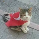 felinoidexperiment
