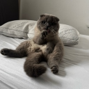 avatar 🅻🅾🅲🅾