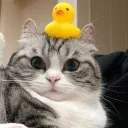 Аватар ohko_osla