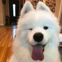 joriacheung