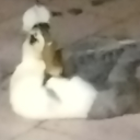 avatar Zayan Fraud Corporation