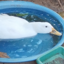 avatar Moral Fraud corporation