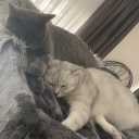 avatar 𝑲𝑫𝒐𝒏𝒕𝒐𝒑-𝑨-𝑻-𝑨-𝑪